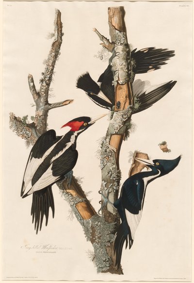 Dzięcioł grubodzioby autorstwa Robert Havell after John James Audubon