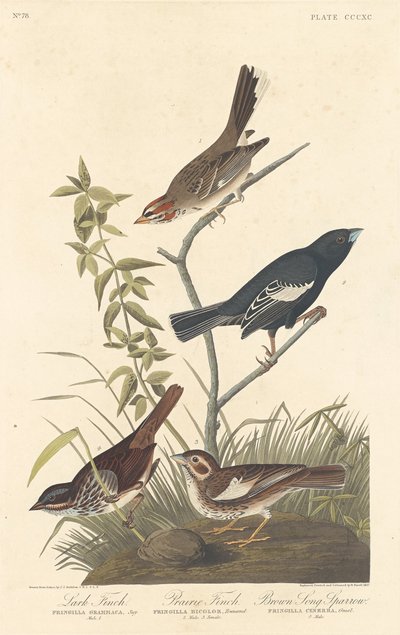 Lark Finch, Prairie Finch i Brown Song Sparrow autorstwa Robert Havell after John James Audubon