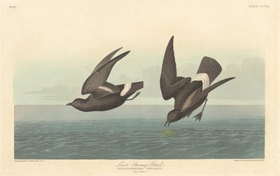 Najmniej burzliwy Petrel autorstwa Robert Havell after John James Audubon