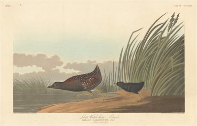 kura wodna autorstwa Robert Havell after John James Audubon