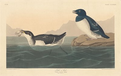 Auk autorstwa Robert Havell after John James Audubon