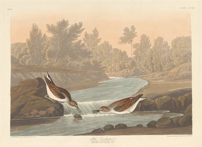 Mały Sandpiper autorstwa Robert Havell after John James Audubon
