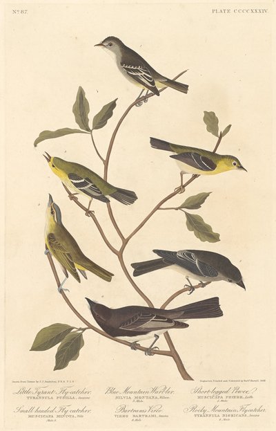 Muchołówka mała tyran, muchołówka drobnogłowa, pokrzewka górska, Vireo Bartrama, Pewee krótkonogi i muchołówka z Gór Skalistych autorstwa Robert Havell after John James Audubon