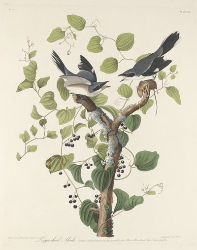 Karłowata Dzierzba autorstwa Robert Havell after John James Audubon