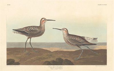 Długonogi Sandpiper autorstwa Robert Havell after John James Audubon