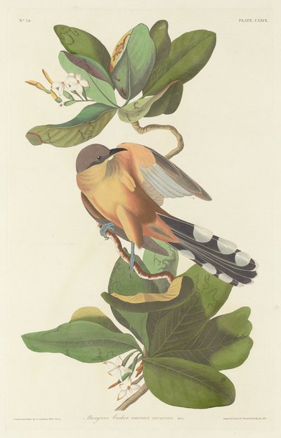 Kukułka namorzynowa autorstwa Robert Havell after John James Audubon