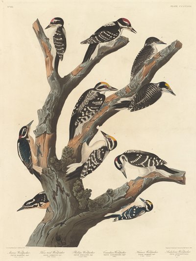 Dzięcioł Marii autorstwa Robert Havell after John James Audubon