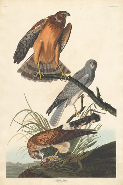 Marsh Jastrząb autorstwa Robert Havell after John James Audubon