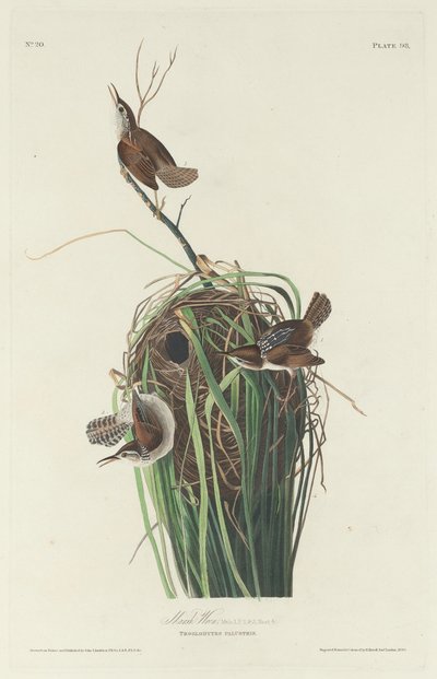 Strzyżyk bagienny autorstwa Robert Havell after John James Audubon