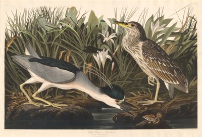 Ślepowron lub Qua ptak autorstwa Robert Havell after John James Audubon