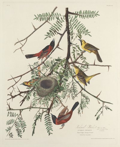 wilga sadu autorstwa Robert Havell after John James Audubon