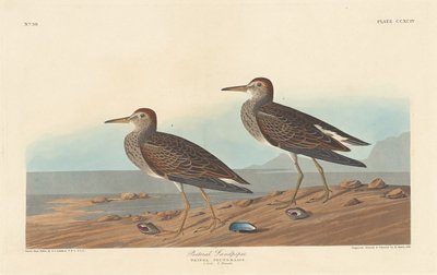 Piasek piersiowy autorstwa Robert Havell after John James Audubon