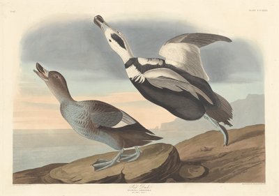 srokata kaczka autorstwa Robert Havell after John James Audubon