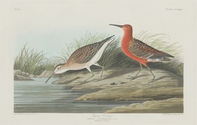 Pigmy Curlew autorstwa Robert Havell after John James Audubon