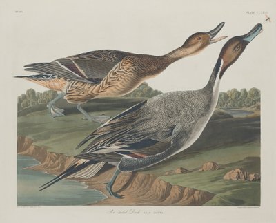 Kaczka szpilkowata autorstwa Robert Havell after John James Audubon