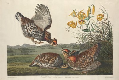 Cietrzew Przypięty autorstwa Robert Havell after John James Audubon