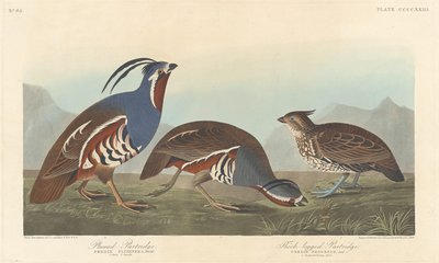 Kuropatwa pióropuszkowa i kuropatwa grubonożna autorstwa Robert Havell after John James Audubon
