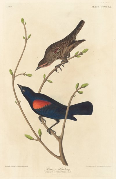 Szpak preriowy autorstwa Robert Havell after John James Audubon