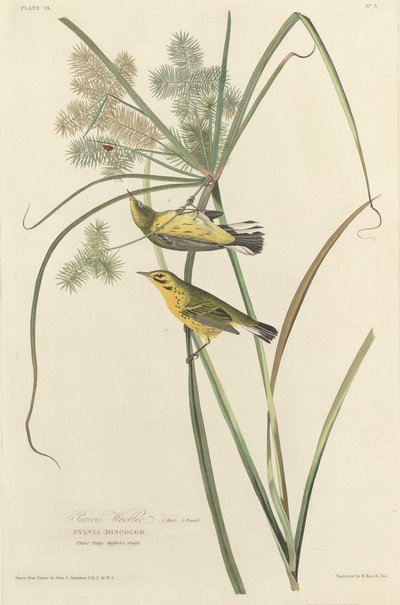 Pokrzewka preriowa autorstwa Robert Havell after John James Audubon