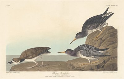 Fioletowy sandpiper autorstwa Robert Havell after John James Audubon