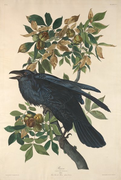 Kruk autorstwa Robert Havell after John James Audubon