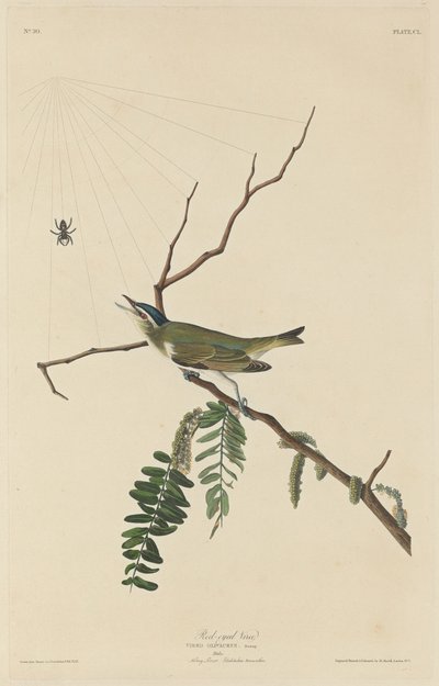 Czerwonooki Vireo autorstwa Robert Havell after John James Audubon