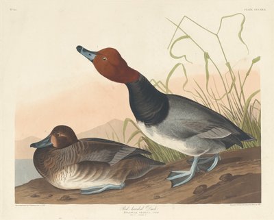 Ruda kaczka autorstwa Robert Havell after John James Audubon