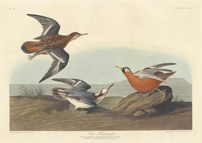 Czerwona Falarope autorstwa Robert Havell after John James Audubon