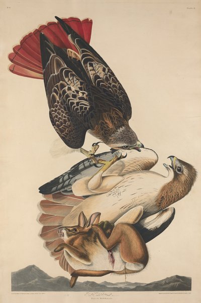 Jastrząb z czerwonym ogonem autorstwa Robert Havell after John James Audubon