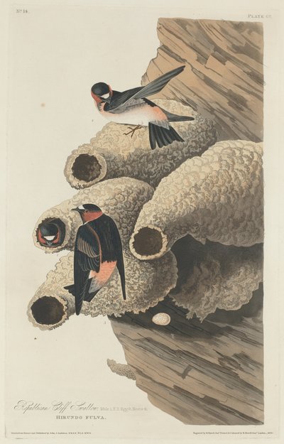 Republikańska jaskółka klifu autorstwa Robert Havell after John James Audubon