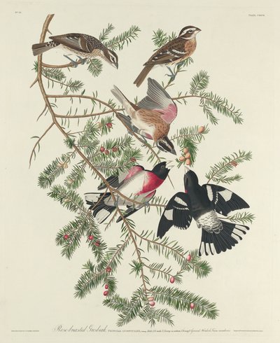 Różany grubodziób autorstwa Robert Havell after John James Audubon