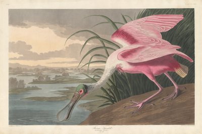 Warzęcha różowa autorstwa Robert Havell after John James Audubon