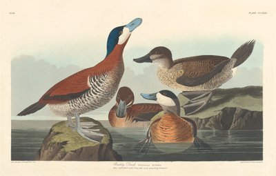 Rumiana Kaczka autorstwa Robert Havell after John James Audubon