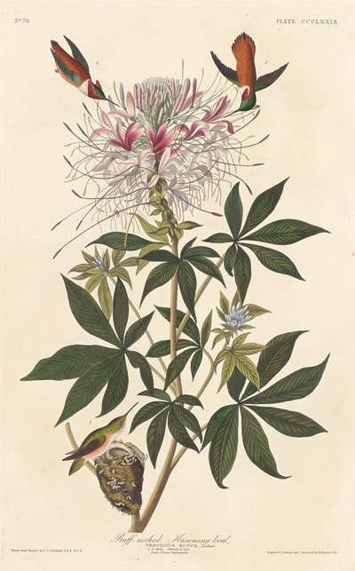 Koliber kryzowy autorstwa Robert Havell after John James Audubon