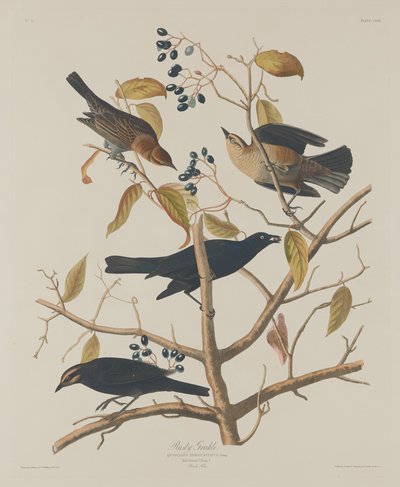Zardzewiały Grakle autorstwa Robert Havell after John James Audubon