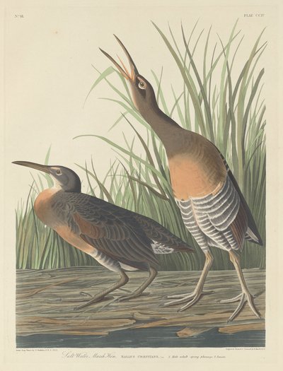 Kura bagienna ze słoną wodą autorstwa Robert Havell after John James Audubon