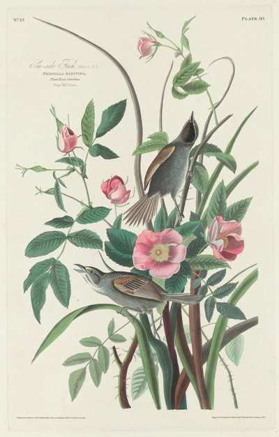 Dziwonia nadmorska autorstwa Robert Havell after John James Audubon