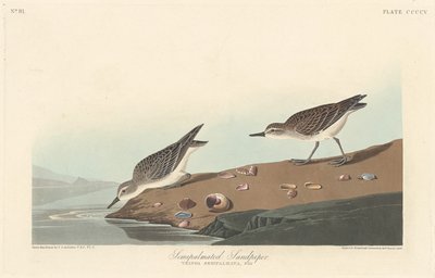 Sandpiper półpalczasty autorstwa Robert Havell after John James Audubon