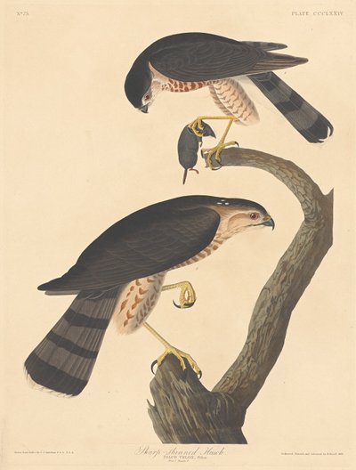 Jastrząb o ostrych nogach autorstwa Robert Havell after John James Audubon