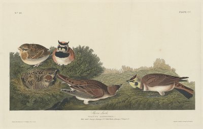 Brzeg Lark autorstwa Robert Havell after John James Audubon