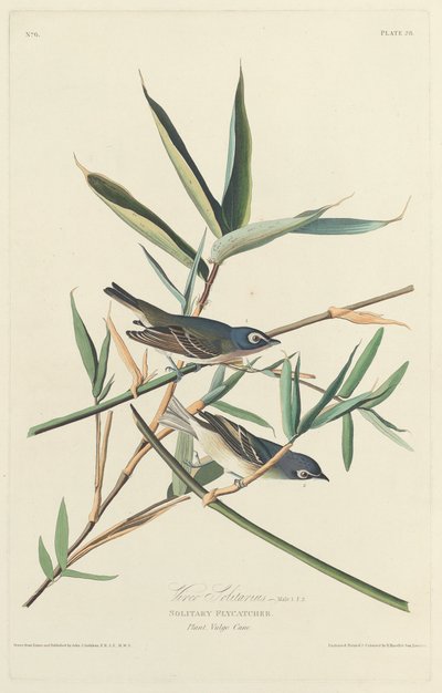 Samotny muchołówka autorstwa Robert Havell after John James Audubon