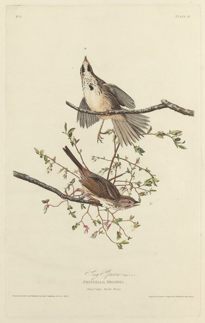 Pieśni Wróbel autorstwa Robert Havell after John James Audubon