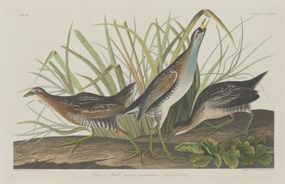 Sora lub Rail autorstwa Robert Havell after John James Audubon