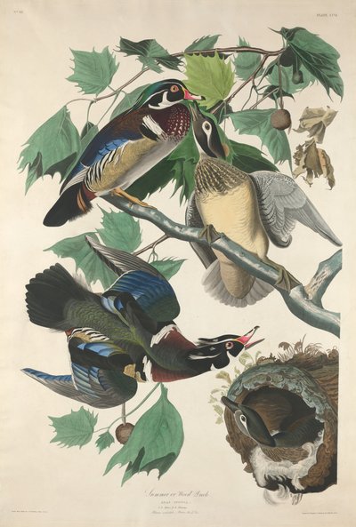 Kaczka letnia lub drewniana autorstwa Robert Havell after John James Audubon