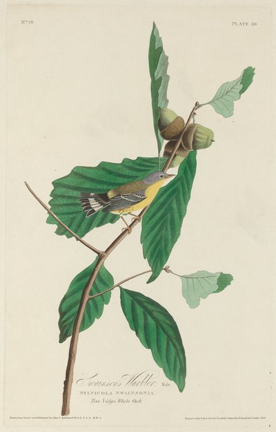 Warbler Swainsona autorstwa Robert Havell after John James Audubon