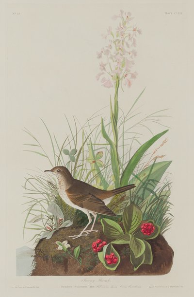 Tawny drozd autorstwa Robert Havell after John James Audubon