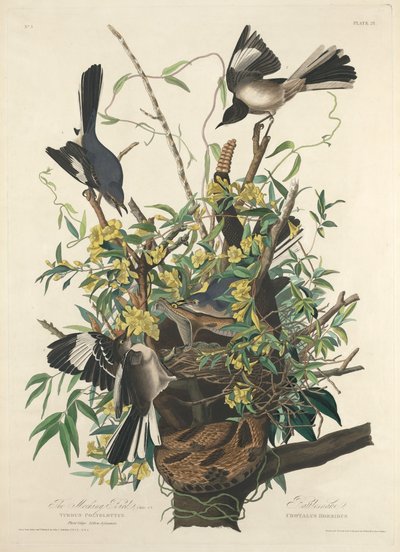 Przedrzeźniający Ptak autorstwa Robert Havell after John James Audubon