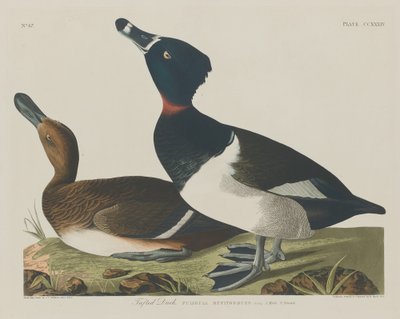 Czernica kaczka autorstwa Robert Havell after John James Audubon