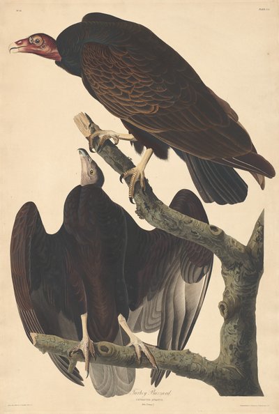 Myszołów z indyka autorstwa Robert Havell after John James Audubon