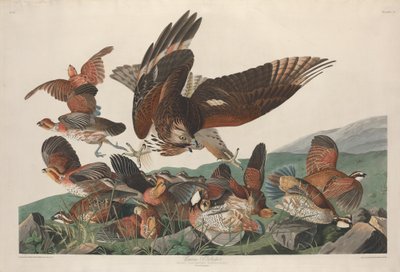 Kuropatwa wirgińska autorstwa Robert Havell after John James Audubon